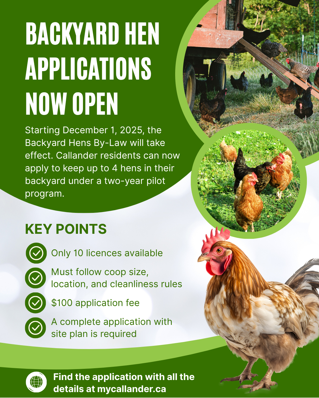Backyard Hen By-law Applications Open